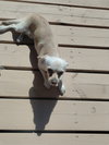 Coco - Photo 2
