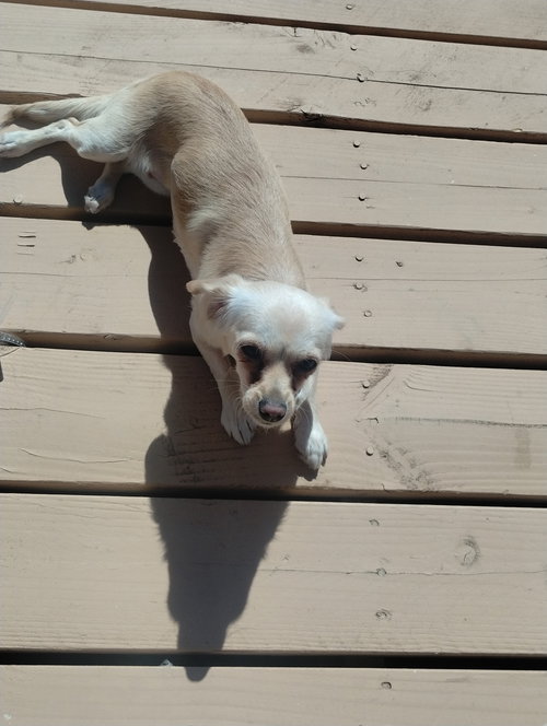 COCO - Chihuahua available for adoption