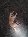 Coco - Photo 4