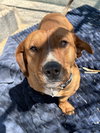 Buddy - Photo 2