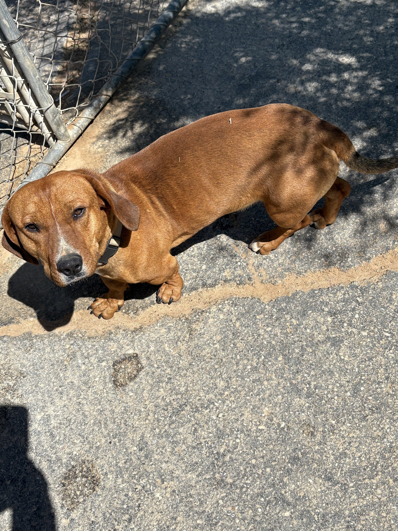 Buddy Image