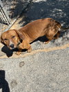Buddy - Photo 1