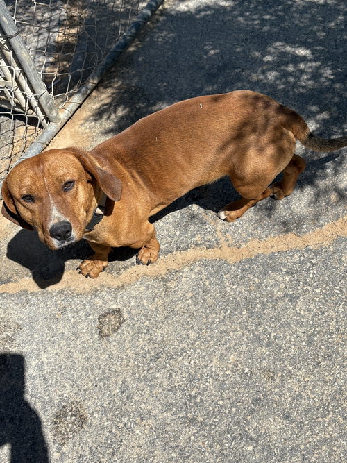 picture of the dog needing adoption