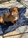 Buddy - Photo 4
