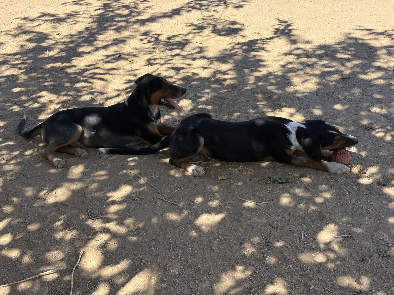 Beagle
