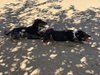 Ford & Chevy-Chevy ADOPTED 1/3/26 - Photo 1