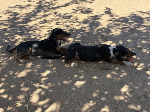 picture of the dog needing adoption