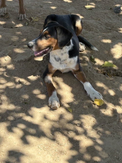 FORD & CHEVY-CHEVY ADOPTED 1/3/26 - Beagle / Hound available for adoption
