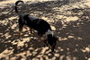 Ford & Chevy-Chevy ADOPTED 1/3/26 - Photo 3