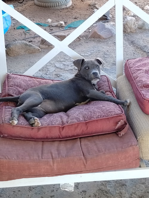 picture of the dog needing adoption
