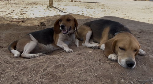 picture of the dog needing adoption