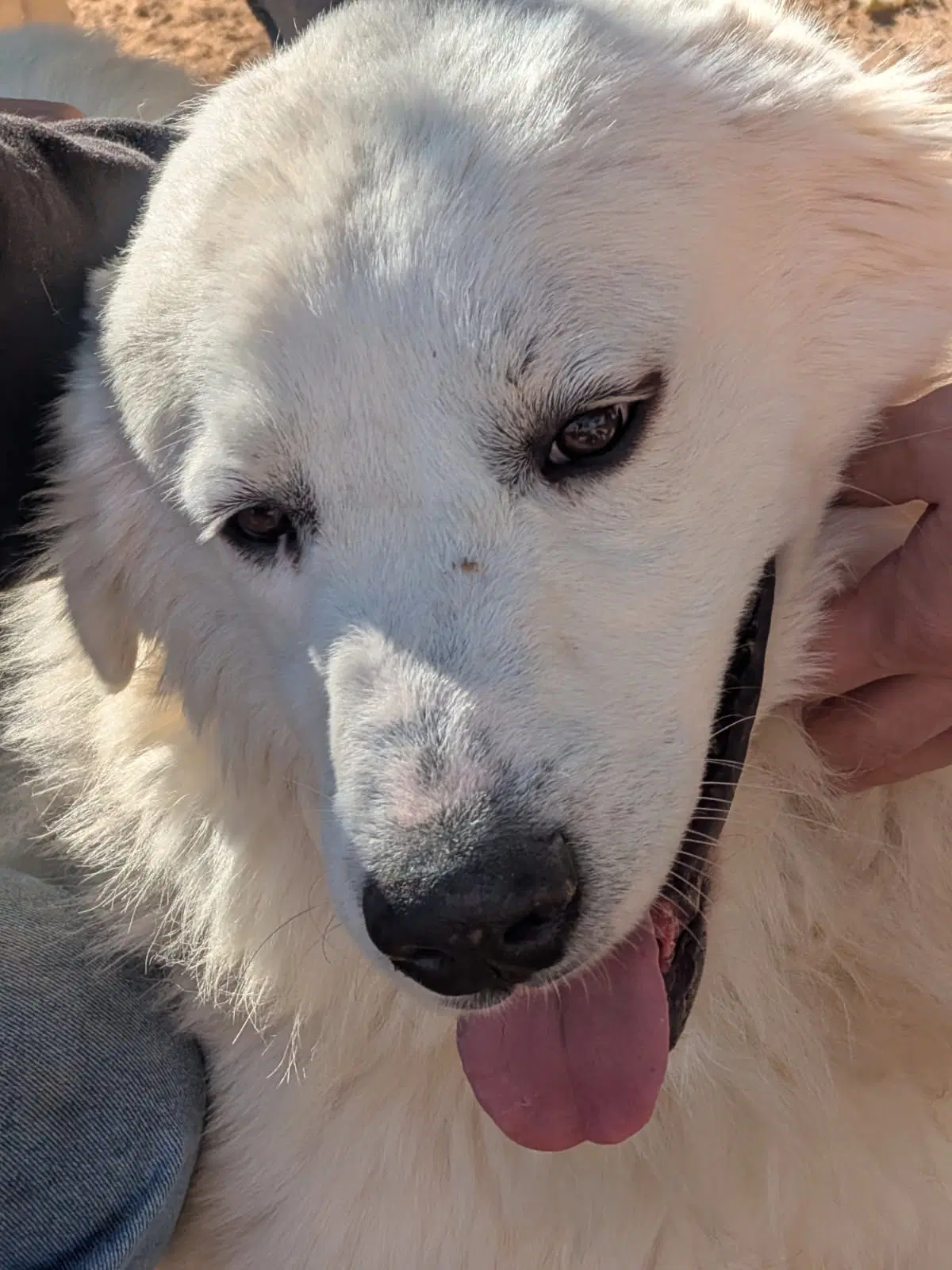 Yukon - Great Pyrenees