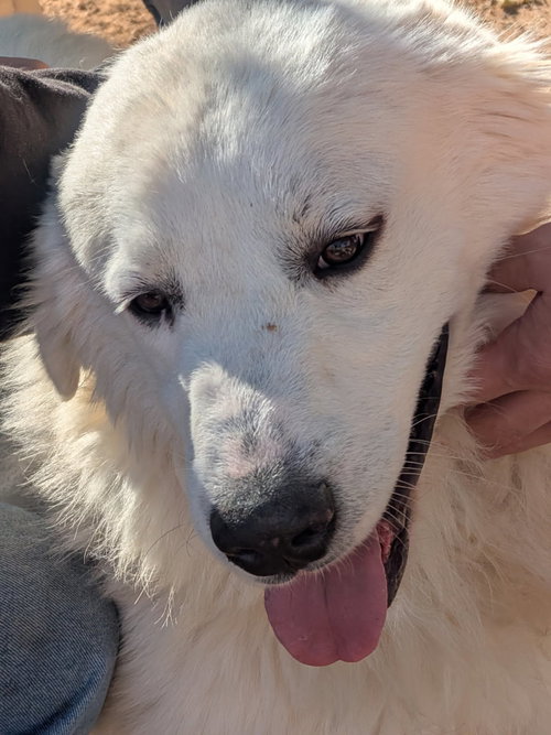 picture of the dog needing adoption