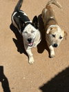 Pal & Blue Eyes - Photo 1