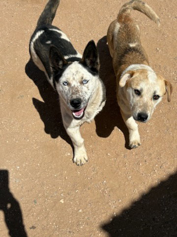 picture of the dog needing adoption