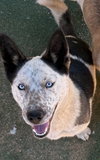 Pal & Blue Eyes - Photo 2