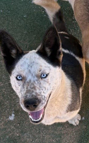 PAL & BLUE EYES - Corgi available for adoption