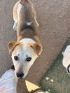 Pal & Blue Eyes - Photo 3