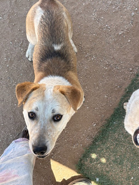 Pal & Blue Eyes-ADOPTED 2/28/26 — thumbnail 3