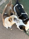 Pal & Blue Eyes - Photo 4