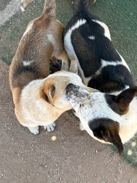 Pal & Blue Eyes-ADOPTED 2/28/26 — thumbnail 4