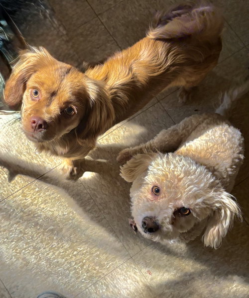 picture of the dog needing adoption
