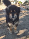 Francoise & Francisco-both ADOPTED - Photo 2