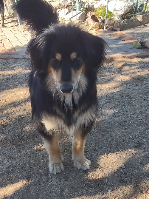 FRANCOISE & FRANCISCO-BOTH ADOPTED - Bernese Mountain Dog / Australian Shepherd available for adoption