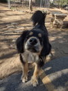 Francoise & Francisco-both ADOPTED - Photo 3