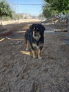 Francoise & Francisco-both ADOPTED - Photo 4