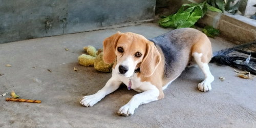 picture of the dog needing adoption