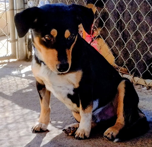 BART-ADOPTED 12/26/25 - Beagle available for adoption
