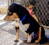 Bart-ADOPTED 12/26/25 - Photo 1