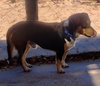 Bart-ADOPTED 12/26/25 - Photo 3