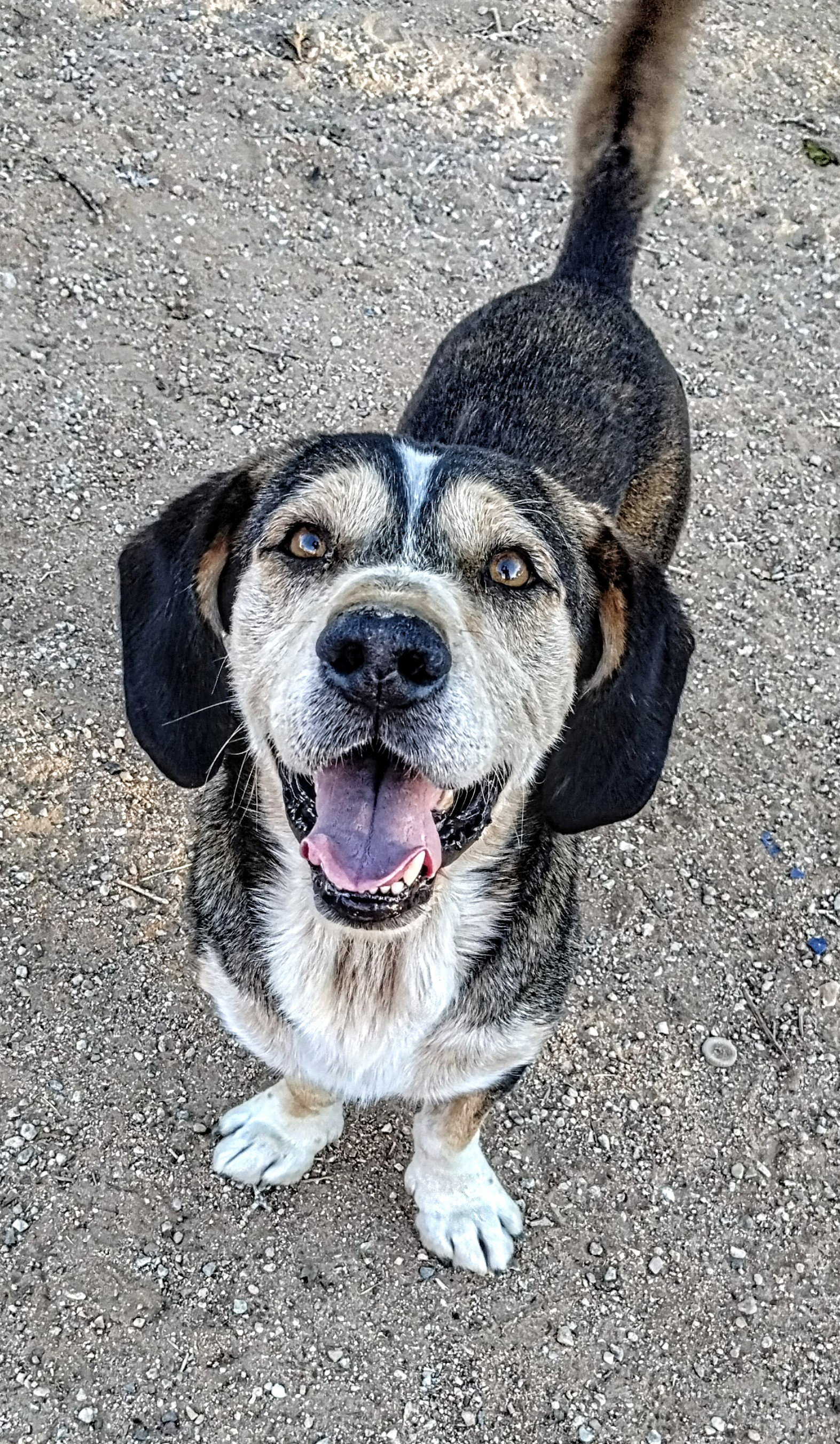 Rocko Image