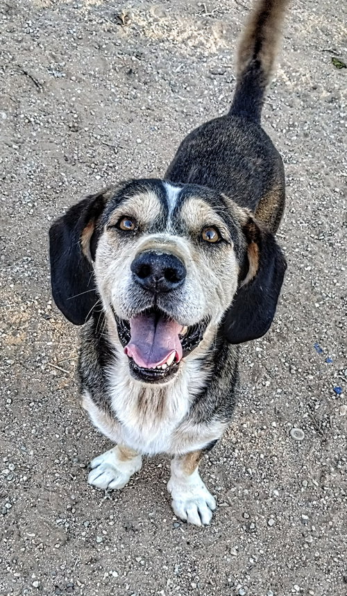 ROCKO - Beagle / Corgi available for adoption