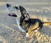 Rocko - Photo 2