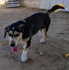 Rocko - Photo 3