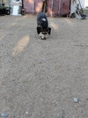 Rocko - Photo 4