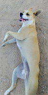 Luna - Photo 4