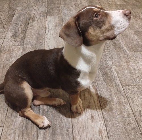 HARLOW - Basset Hound available for adoption