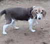 Pepe-ADOPTED 12/22/25 - Photo 2
