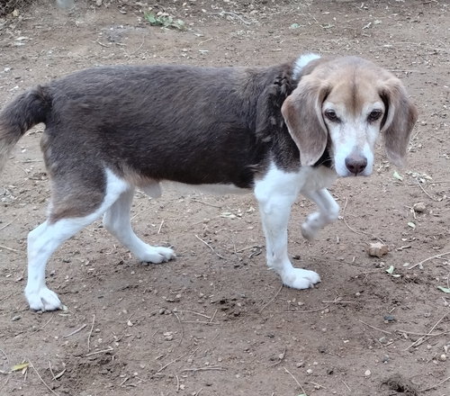 PEPE-ADOPTED 12/22/25 - Beagle available for adoption