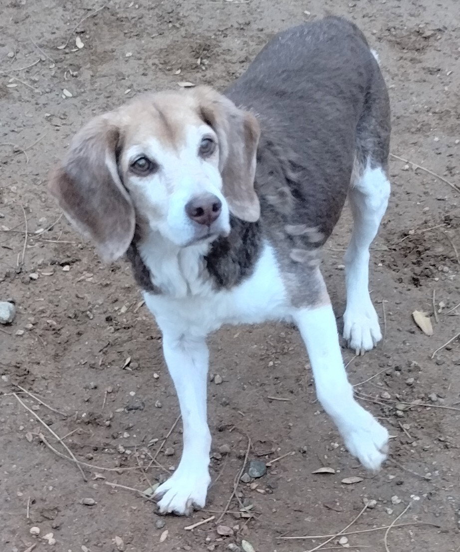 Pepe-ADOPTED 12/22/25 Image
