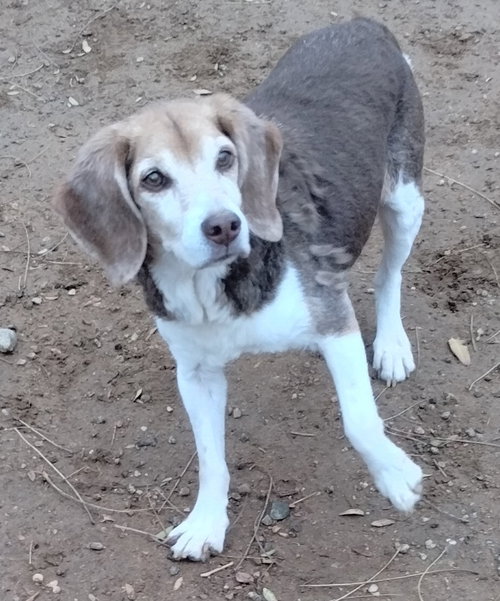 PEPE-ADOPTED 12/22/25 - Beagle available for adoption