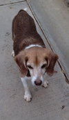 Pepe-ADOPTED 12/22/25 - Photo 3