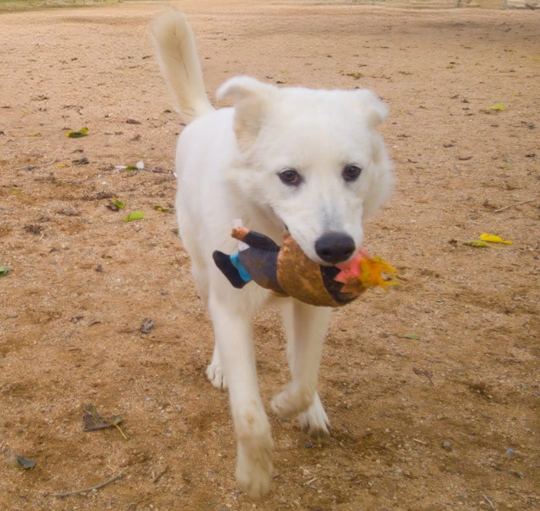 Pearl-Adoption Pending - Great Pyrenees