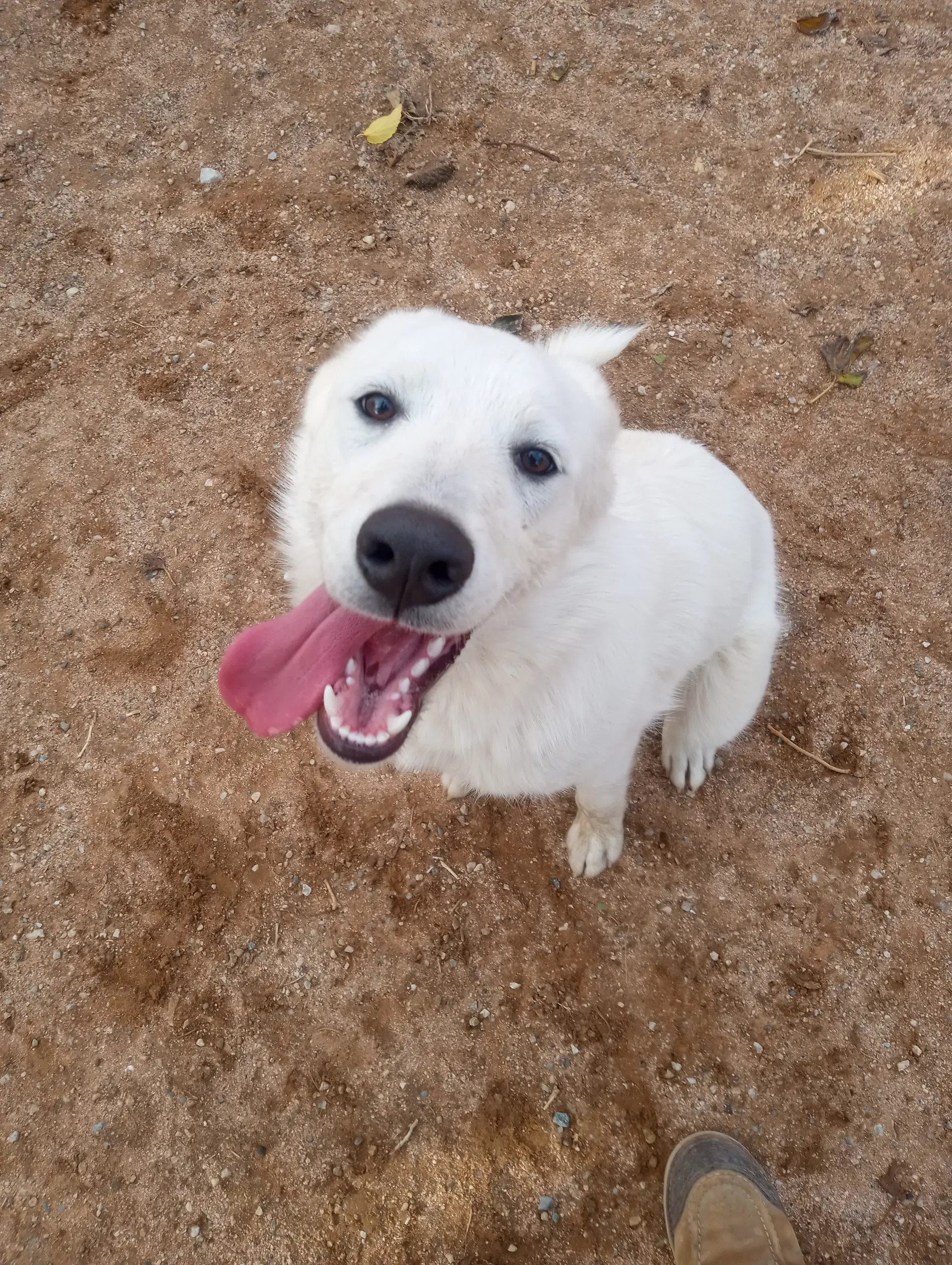 Pearl-Adoption Pending image 3