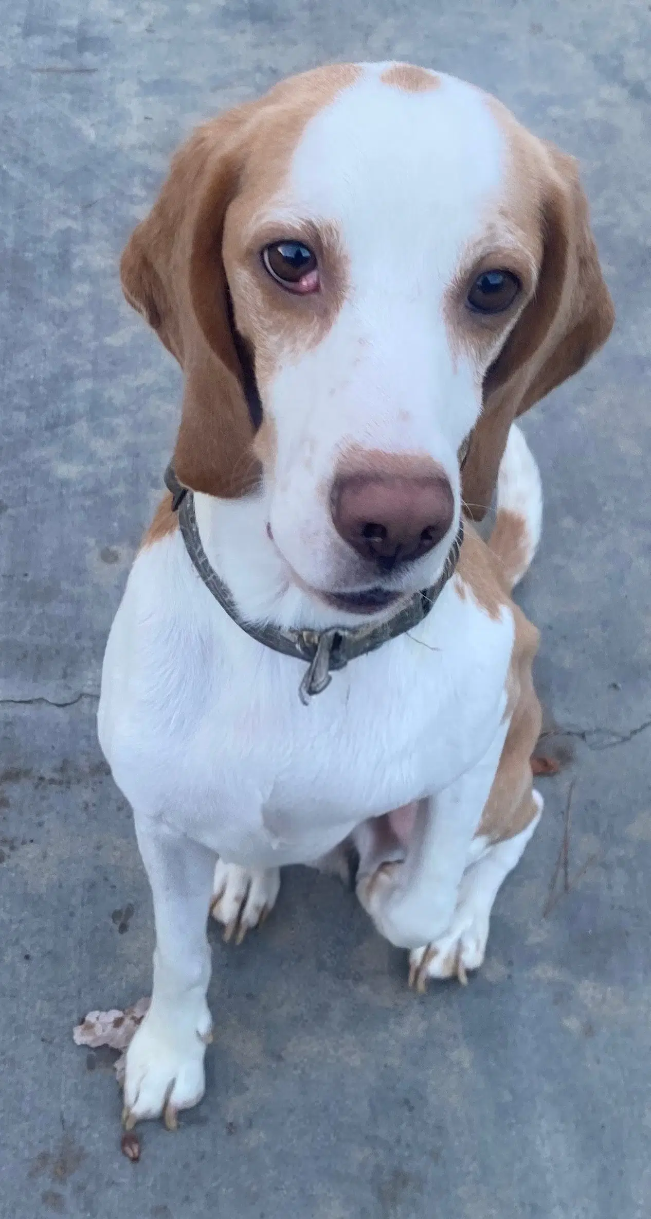 Tobi - Beagle