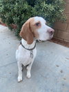 Tobi - Photo 2